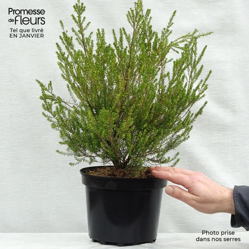 Example of Erica mediterranea - Mediterrane heide Pot van 3 l/4 l as you get in hiver