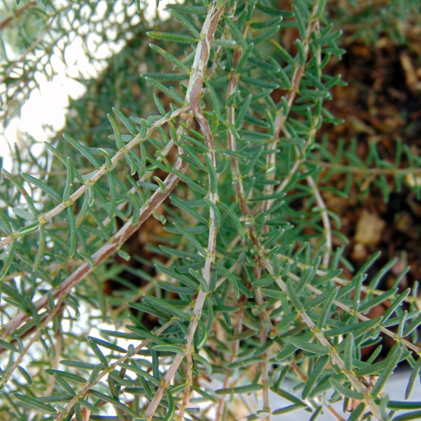 Erica mediterranea - Mediterrane heide (Foliage)