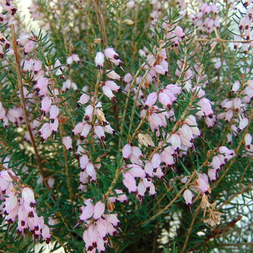 Erica mediterranea - Mediterrane heide (Flowering)