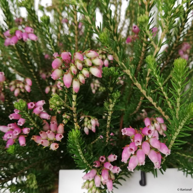 Erica terminalis - Corsicaanse heide (Flowering)