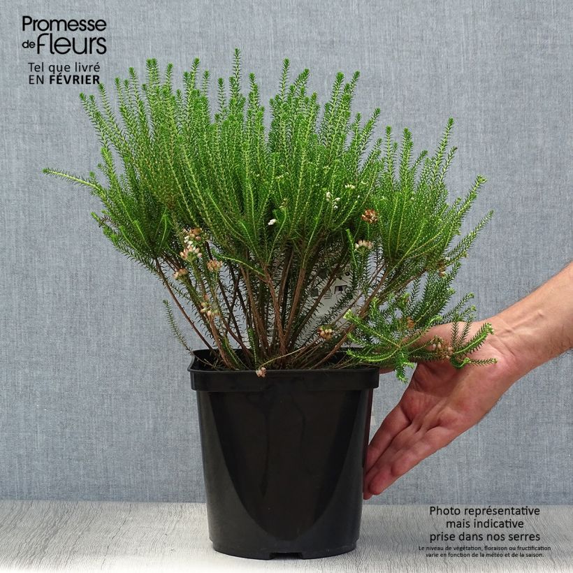 Exemplaar van Erica terminalis - Corsicaanse heide Pot van 4 l/5 l zoals geleverd in de herfst