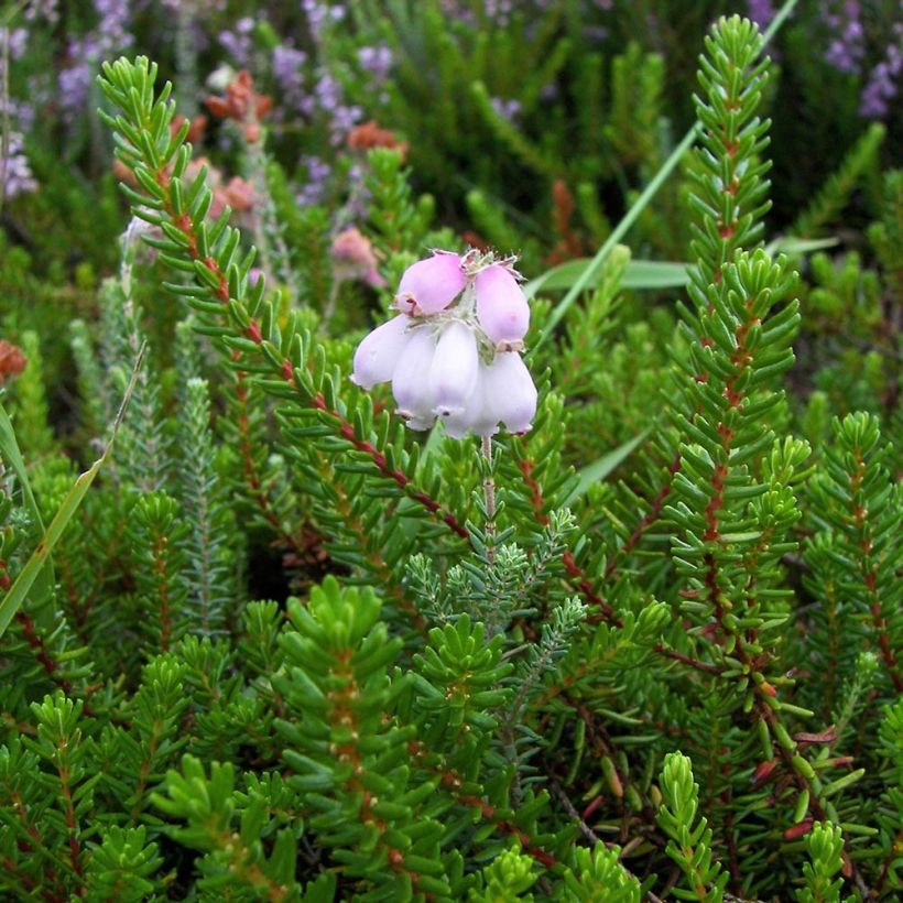 Erica tetralix - Gewone dophei (Foliage)