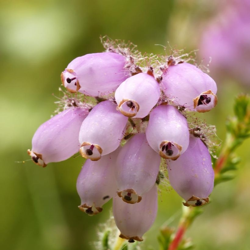 Erica tetralix - Gewone dophei (Flowering)