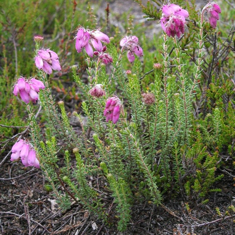 Erica tetralix - Gewone dophei (Plant habit)