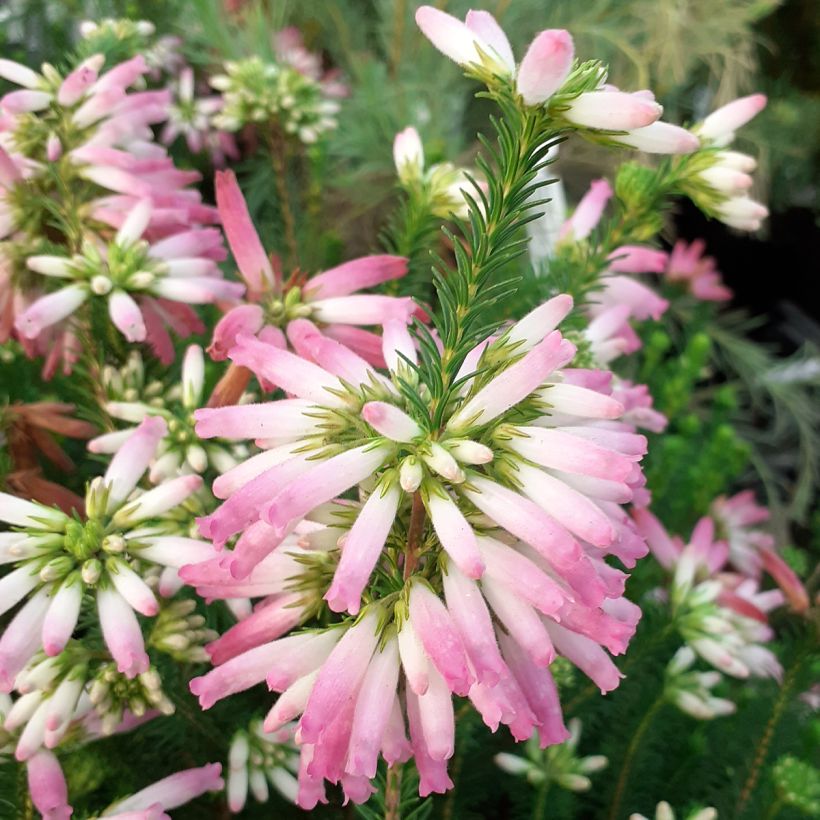 Erica verticillata (Bloei)