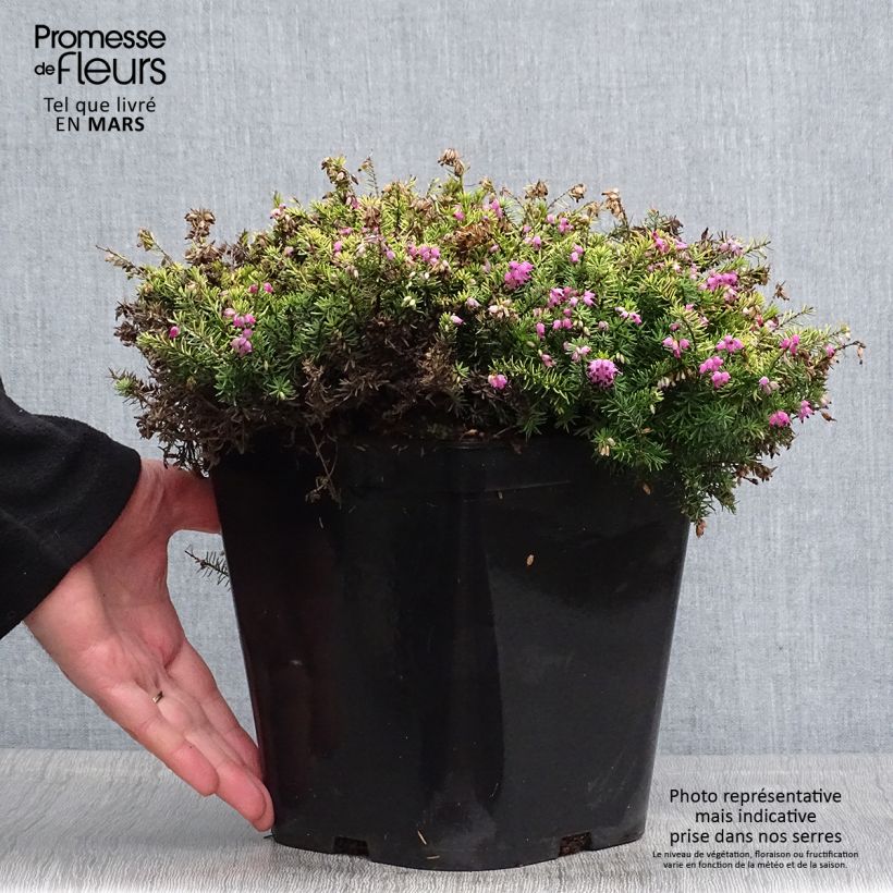 Exemplaar van Erica darleyensis Eva Gold - Winterheide Pot van 3 l/4 l zoals geleverd in de lente
