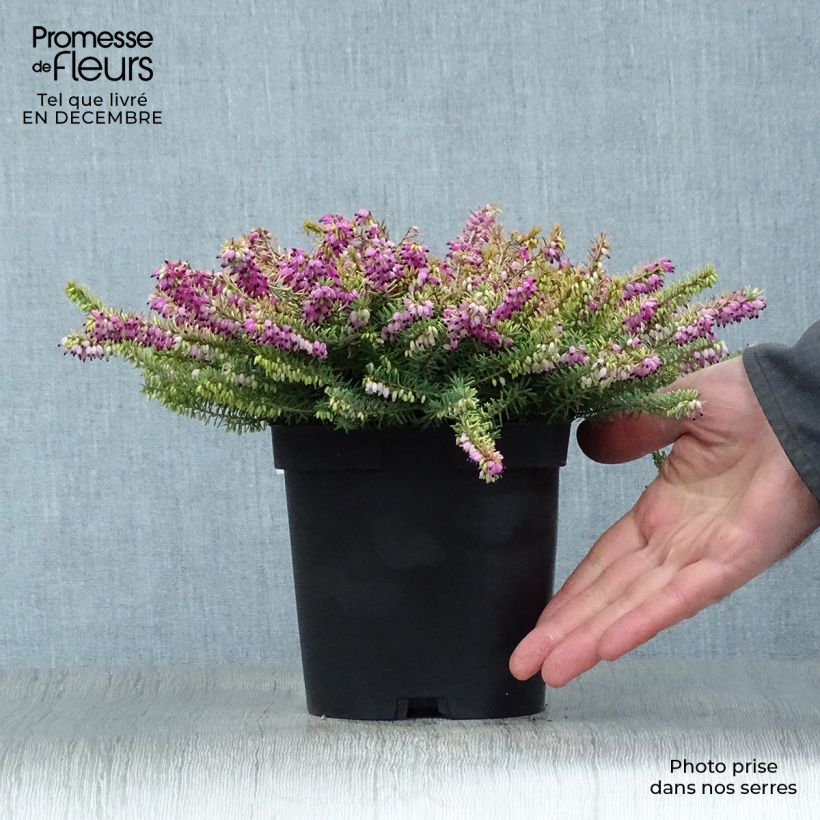 Example of Erica x darleyensis Eva Gold - Bruyère d'hiver Pot van 1 l/1,5 l as you get in hiver