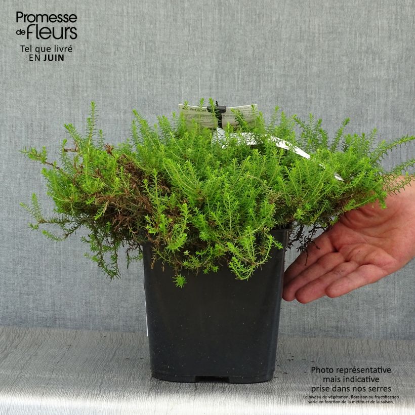 Exemplaar van Erica darleyensis Eva Gold - Winterheide Pot van 1 l/1,5 l zoals geleverd in de zomer