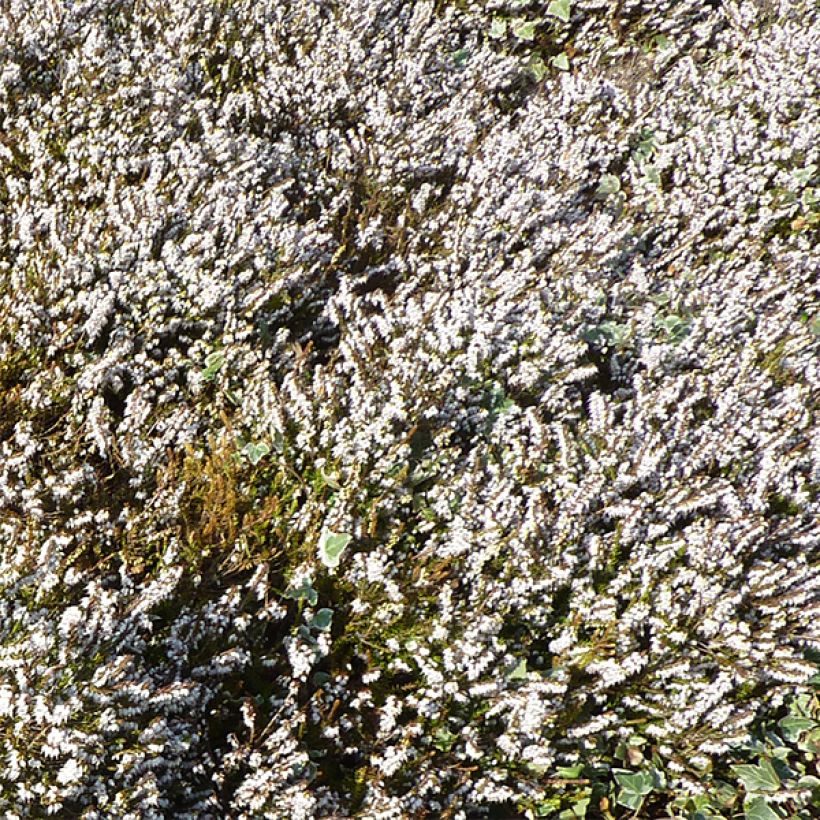 Erica darleyensis Silberschmelze - Winterheide (Flowering)