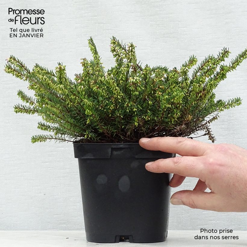 Example of Erica darleyensis Spring Surprise - Winterheide Pot van 2 l/3 l as you get in hiver