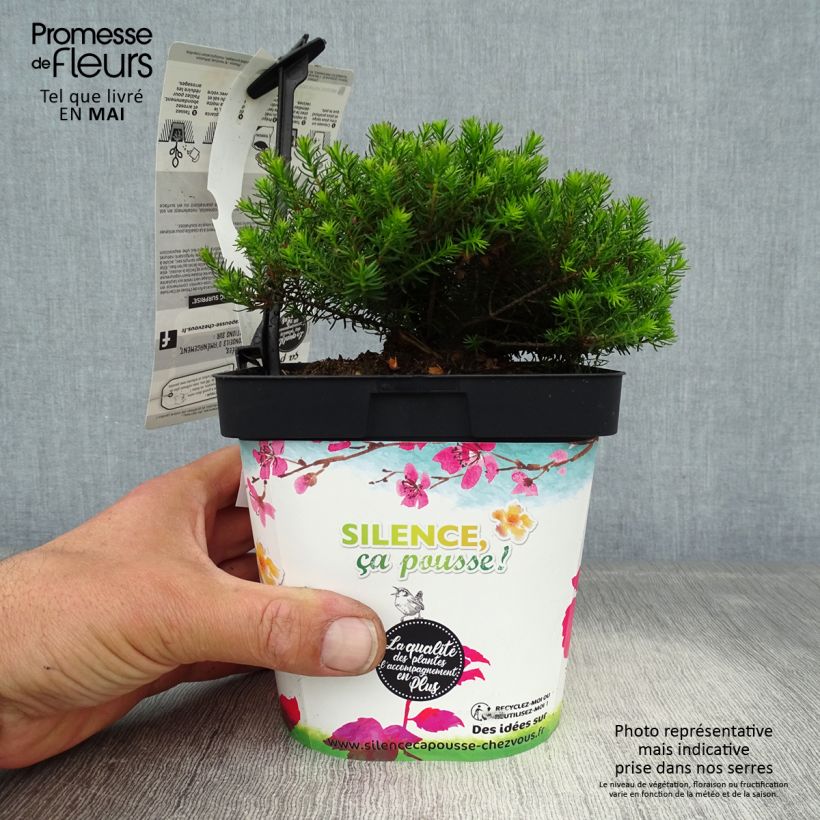 Exemplaar van Erica darleyensis Spring Surprise - Winterheide Pot van 2 l/3 l zoals geleverd in de lente