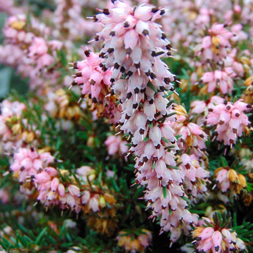 Erica darleyensis Winter Belles Phoebe - Winterheide (Flowering)