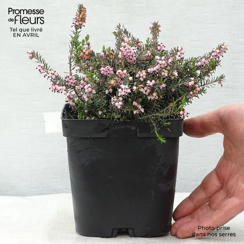 Exemplaar van Erica darleyensis Winter Belles Phoebe - Winterheide Pot van 2 l/3 l zoals geleverd in de lente