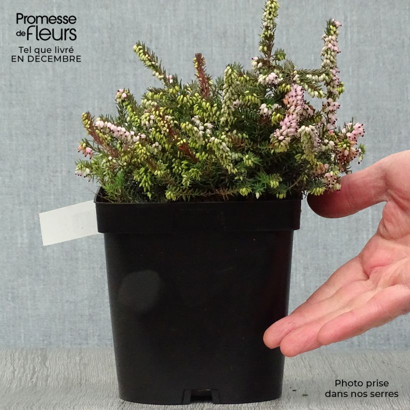 Example of Erica x darleyensis Winter Belles Phoebe, bruyère d'hiver Pot van 2 l/3 l as you get in hiver