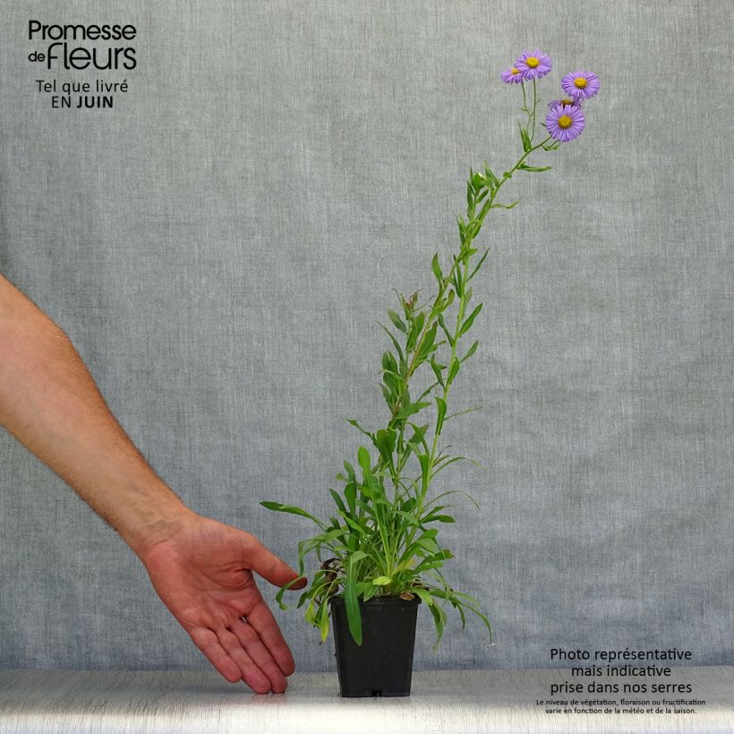 Exemplaar van Erigeron speciosus Azure Beauty - Fijnstraal Kweekpotje van 8/9 cm zoals geleverd in de zomer