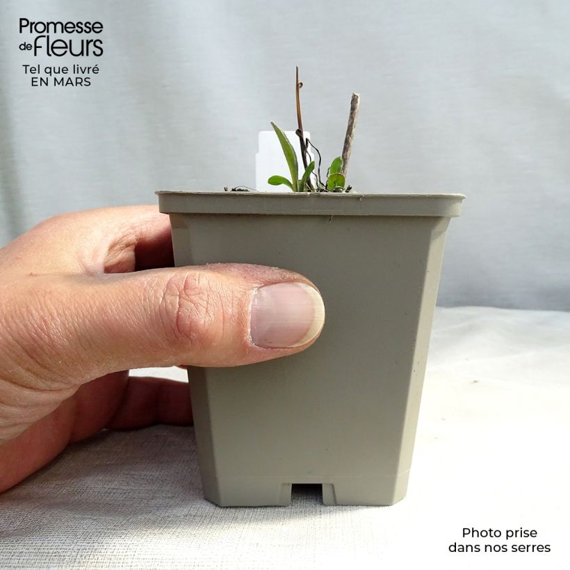 Exemplaar van Erigeron speciosus Azure Beauty - Fijnstraal Kweekpotje van 8/9 cm zoals geleverd in de lente