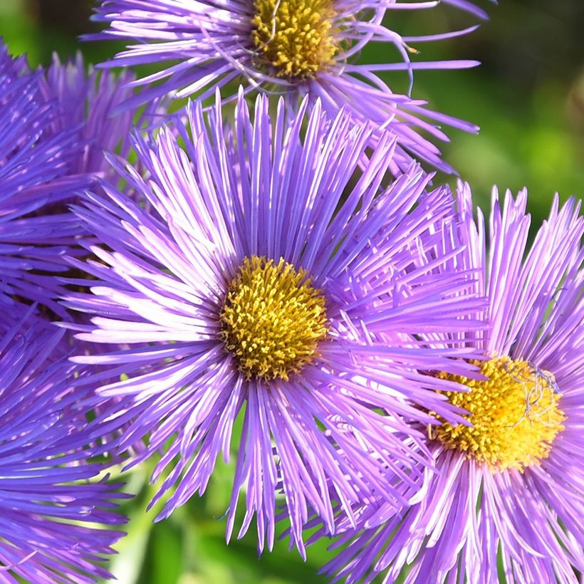 Erigeron Dignity - Fijnstraal (Bloei)