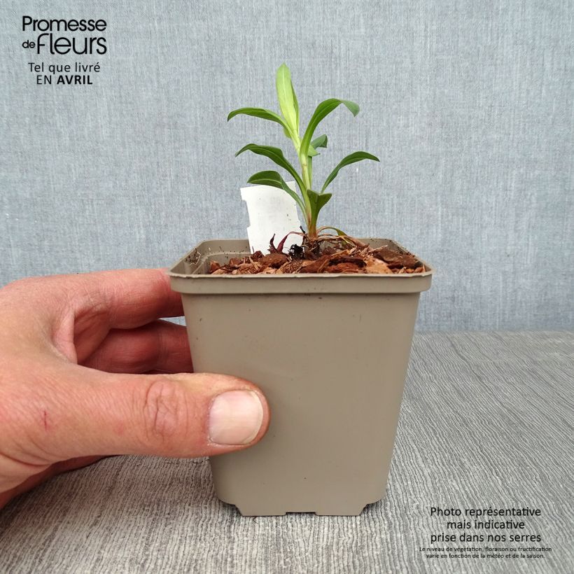 Exemplaar van Erigeron Foersters Liebling - Fijnstraal Kweekpotje van 8/9 cm zoals geleverd in de lente