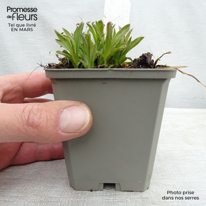 Example of Erigeron Foersters Liebling - Vergerette Foersters Liebling Kweekpotje van 8/9 cm as you get in hiver