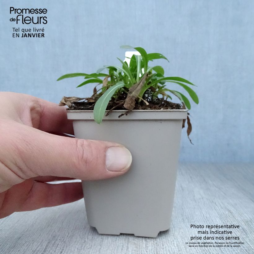 Example of Erigeron Professor Korodi - Vergerette Kweekpotje van 8/9 cm as you get in hiver