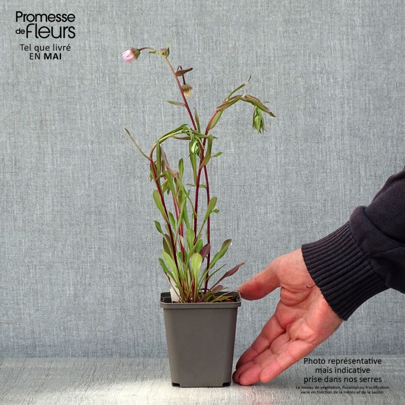 Exemplaar van Erigeron Quakeress - Fijnstraal Kweekpotje van 8/9 cm zoals geleverd in de lente