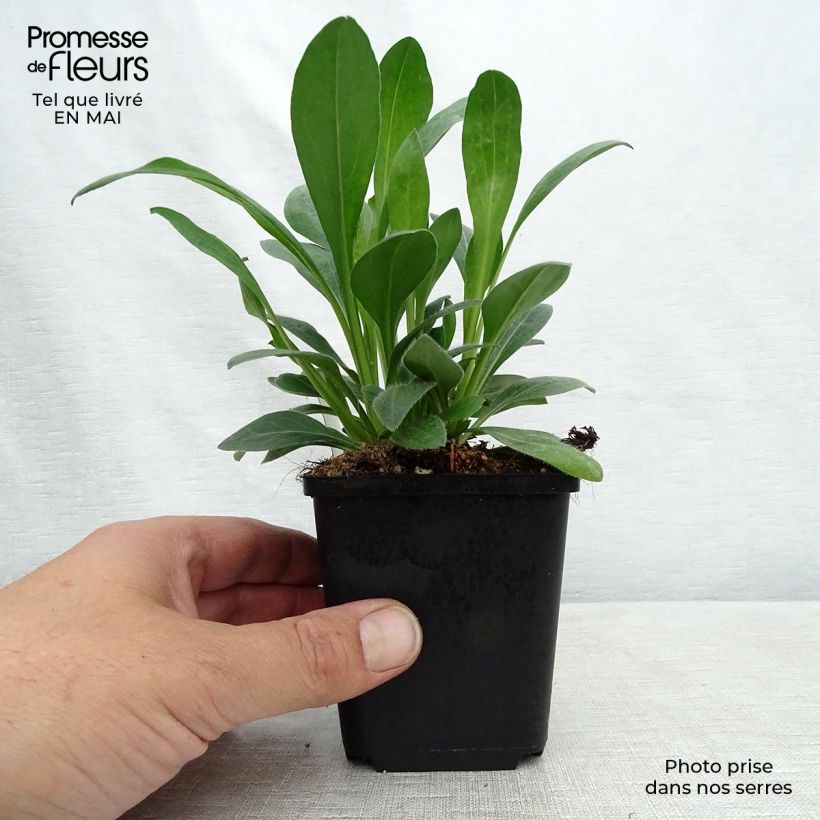 Exemplaar van Erigeron speciosus Rosa Jewel - Fijnstraal Kweekpotje van 8/9 cm zoals geleverd in de lente