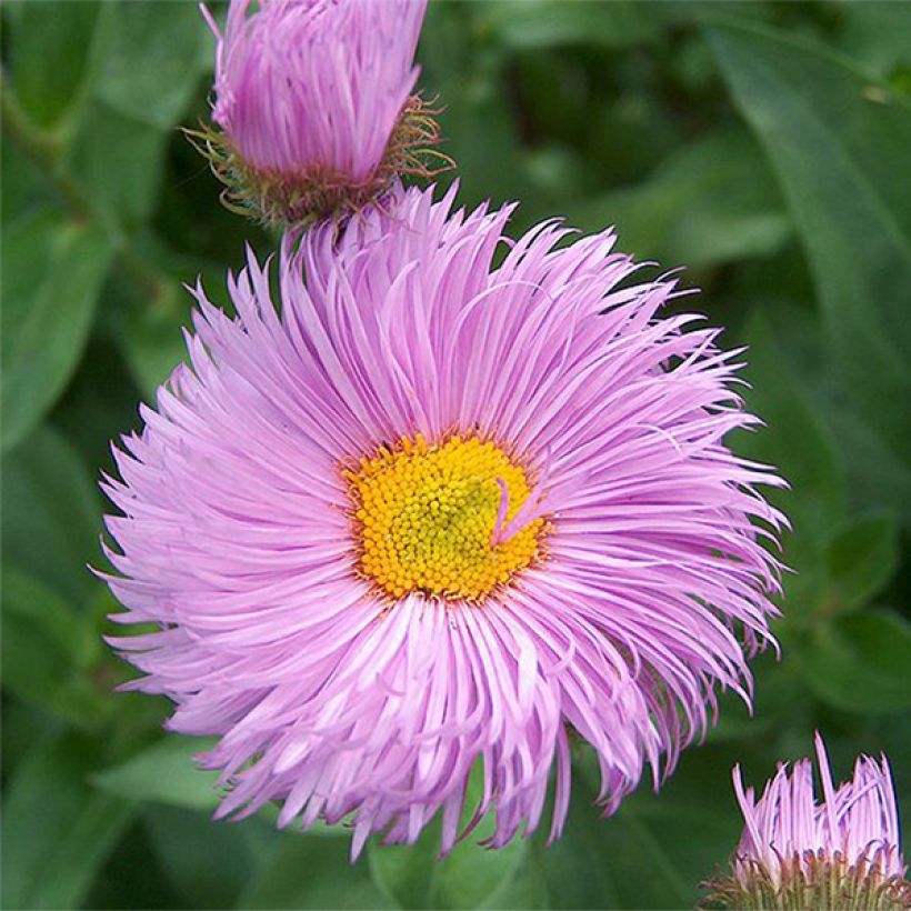 Erigeron Rosa Triumph - Fijnstraal (Flowering)