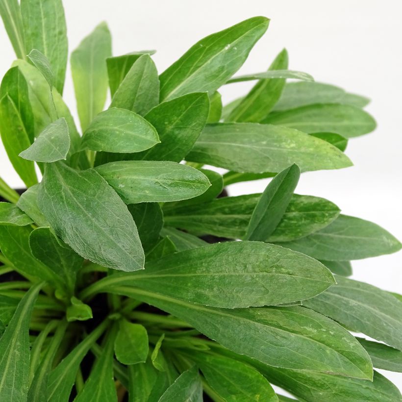 Erigeron Rosa Triumph - Fijnstraal (Foliage)