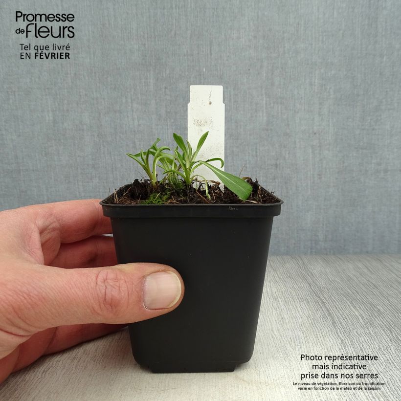 Example of Erigeron Rosa Triumph - Vergerette Kweekpotje van 8/9 cm as you get in hiver