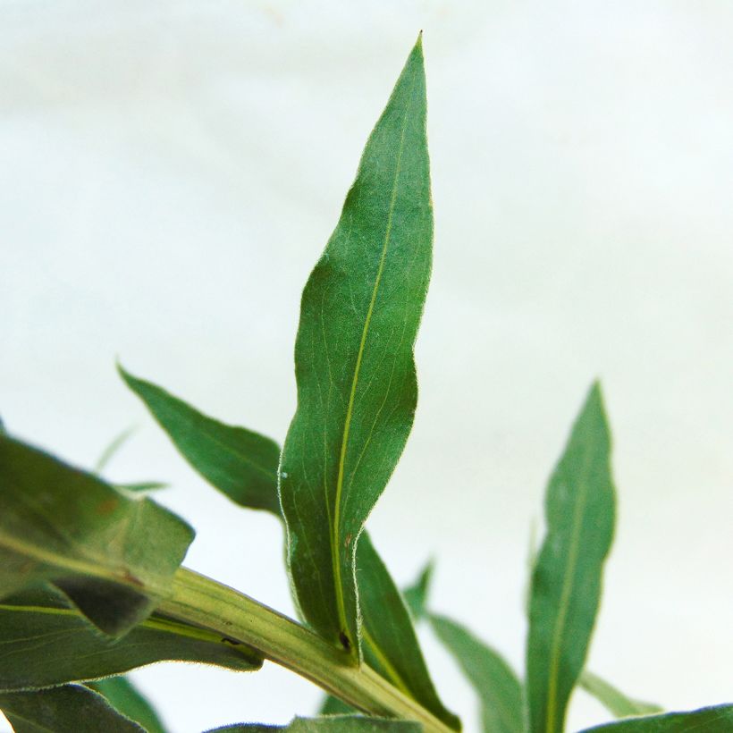 Erigeron Schwarzes Meer - Fijnstraal (Foliage)