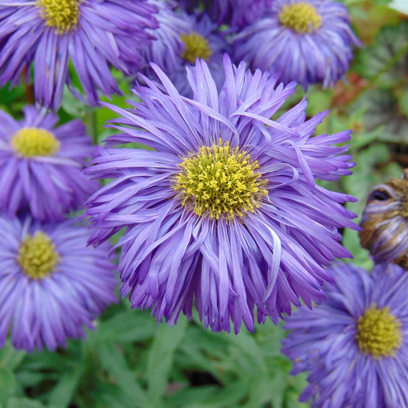 Erigeron Schwarzes Meer - Fijnstraal (Flowering)