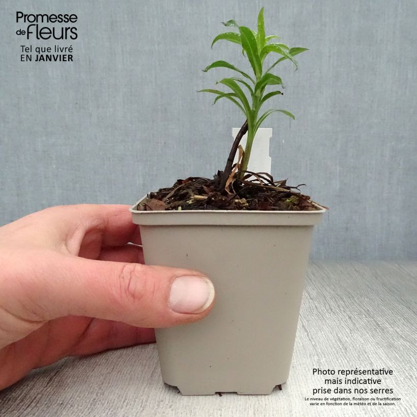 Example of Erigeron Schwarzes Meer, Vergerette Kweekpotje van 8/9 cm as you get in hiver