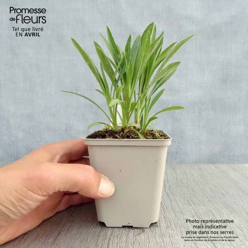 Exemplaar van Erigeron Schwarzes Meer - Fijnstraal Kweekpotje van 8/9 cm zoals geleverd in de lente