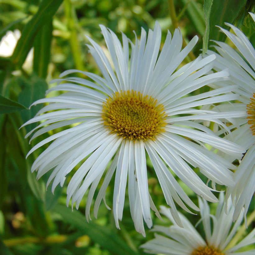Erigeron speciosus Sommerneuschnee - Fijnstraal (Flowering)