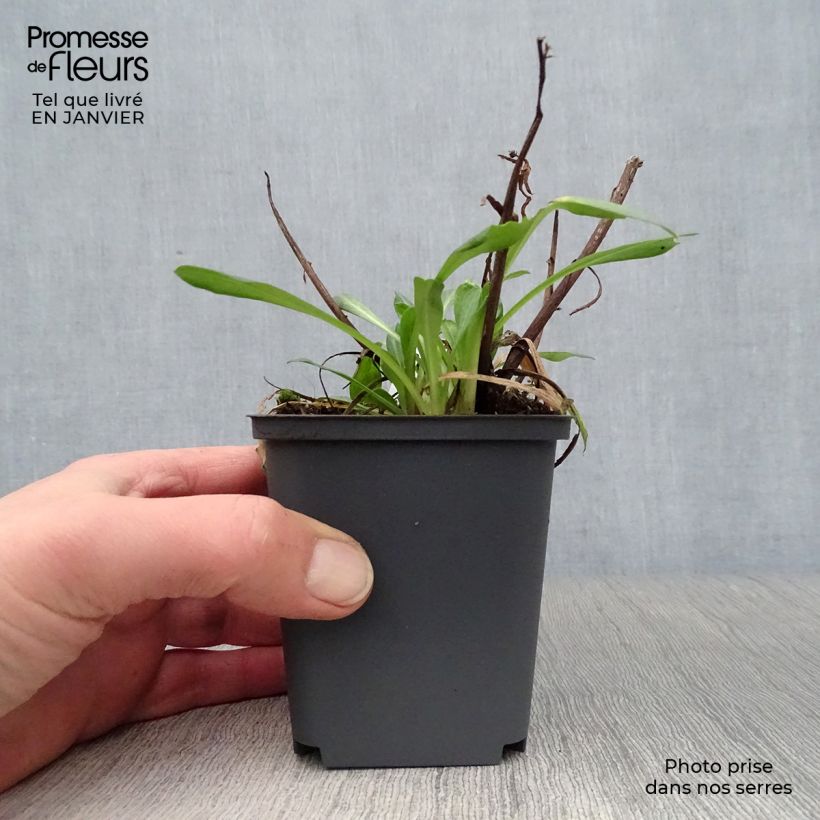 Example of Erigeron Sommerneuschnee - Vergerette de Californie.  Kweekpotje van 8/9 cm as you get in hiver