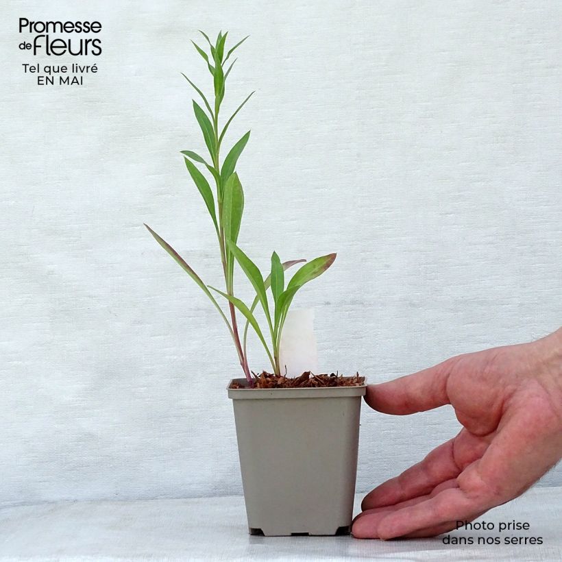 Exemplaar van Erigeron Strahlenmeer - Fijnstraal Kweekpotje van 8/9 cm zoals geleverd in de lente