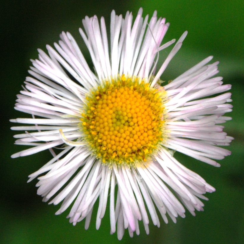 Erigeron annus - Zomerfijnstraal (Flowering)