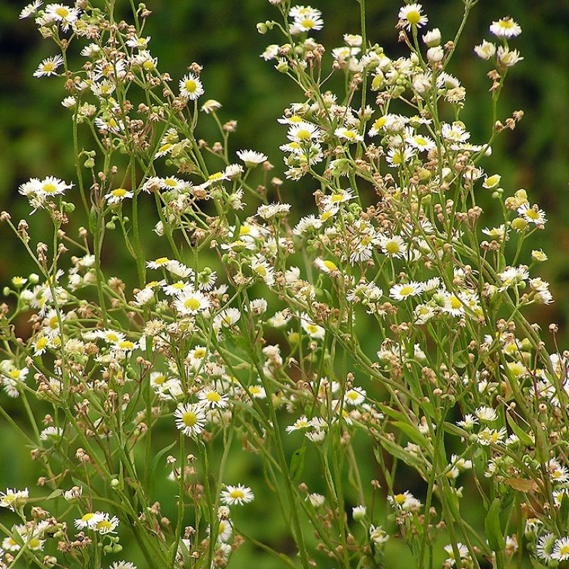 Erigeron annus - Zomerfijnstraal (Plant habit)