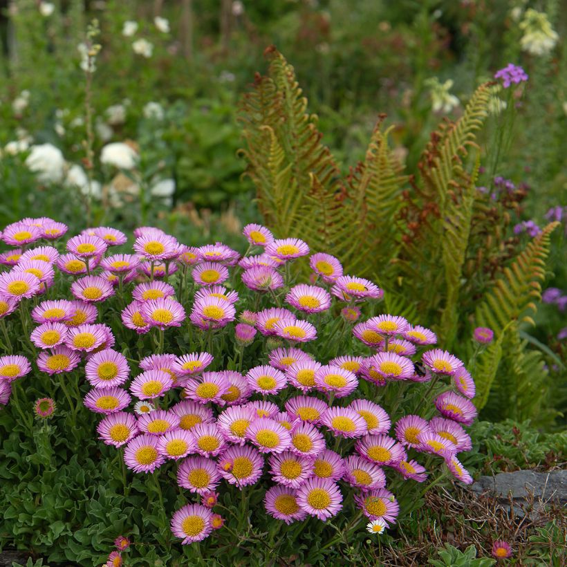 Erigeron glaucus - Fijnstraal (Groeiplaats)