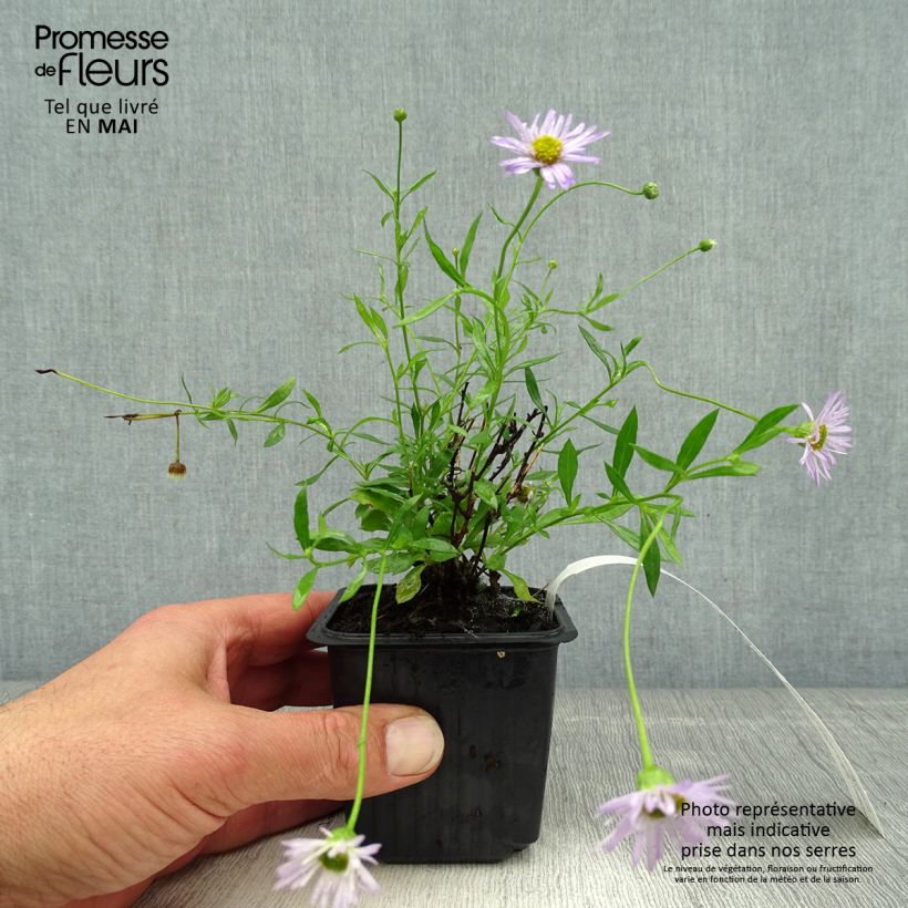 Exemplaar van Erigeron karvinskianus Lavender Lady - Muurfijnstraal Kweekpotje van 8/9 cm zoals geleverd in de lente