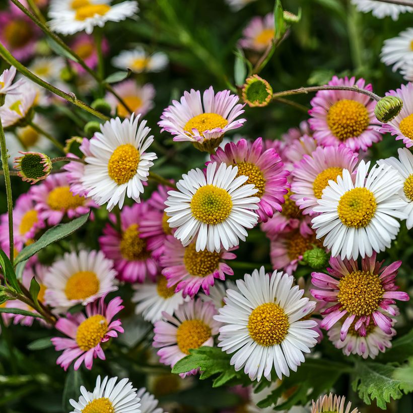Erigeron karvinskianus - Muurfijnstraal (Bloei)