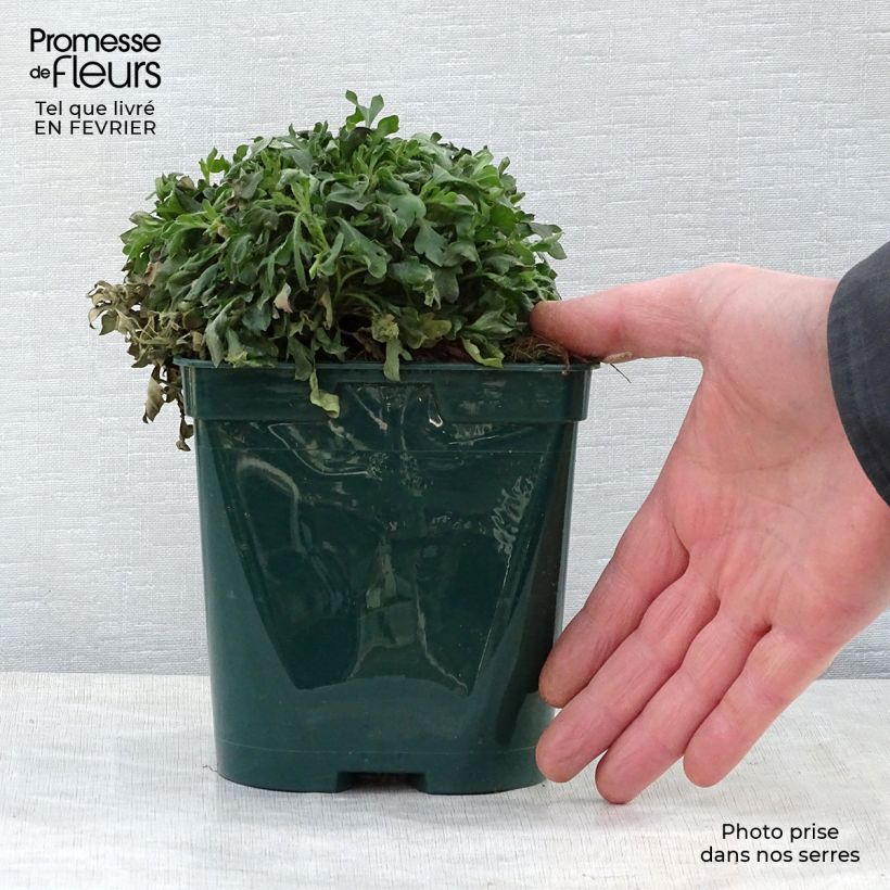Example of Erigeron karvinskianus - Vergerette Pot van 2 l/3 l as you get in hiver