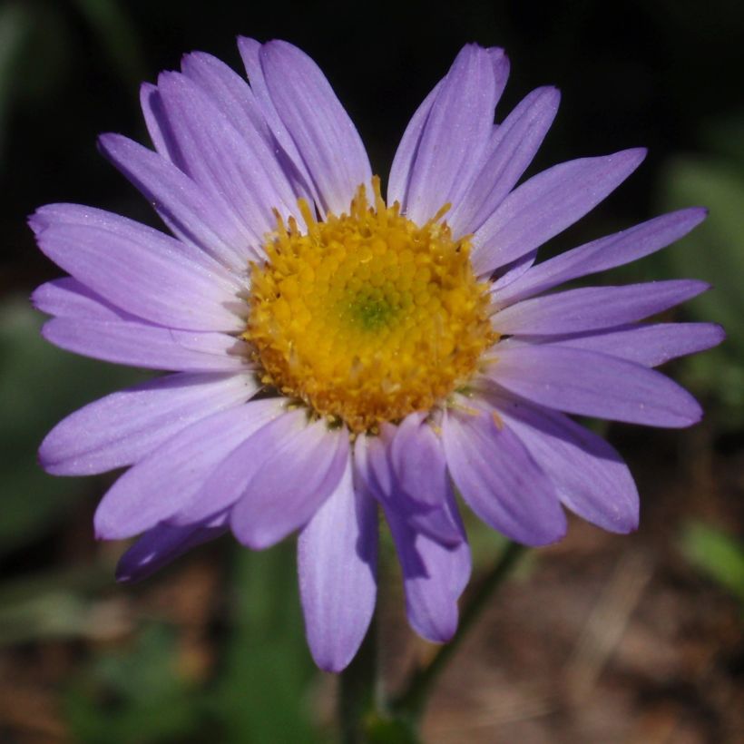 Erigeron leiomerus - Fijnstraal (Flowering)