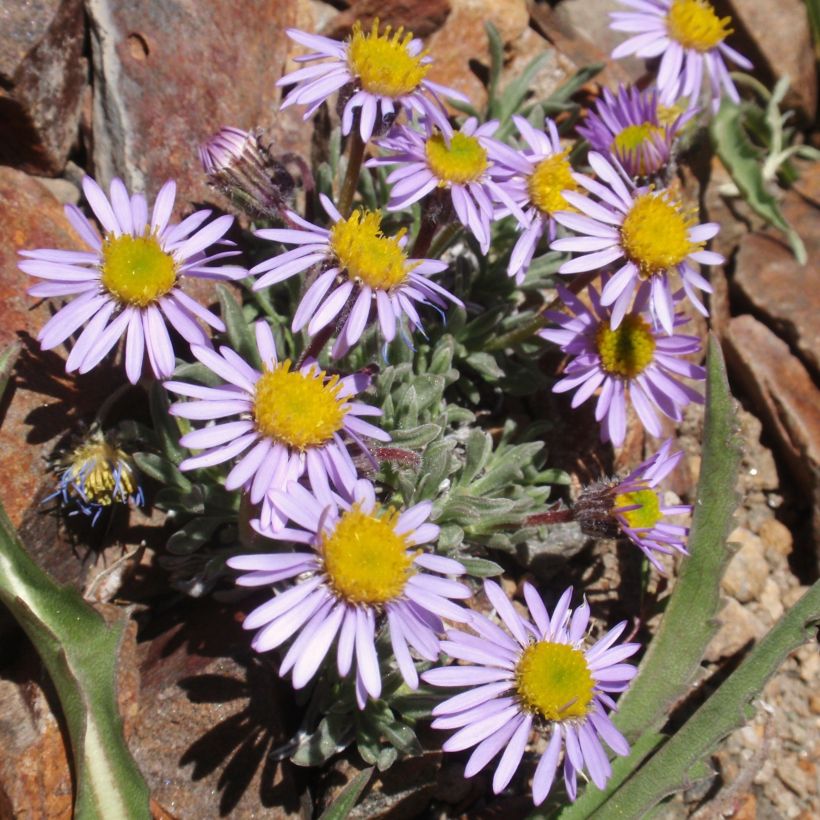 Erigeron leiomerus - Fijnstraal (Plant habit)