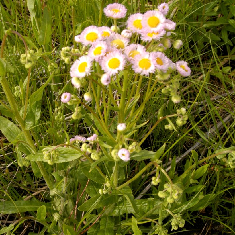 Erigeron philadelphicus - Fijnstraal (Groeiplaats)