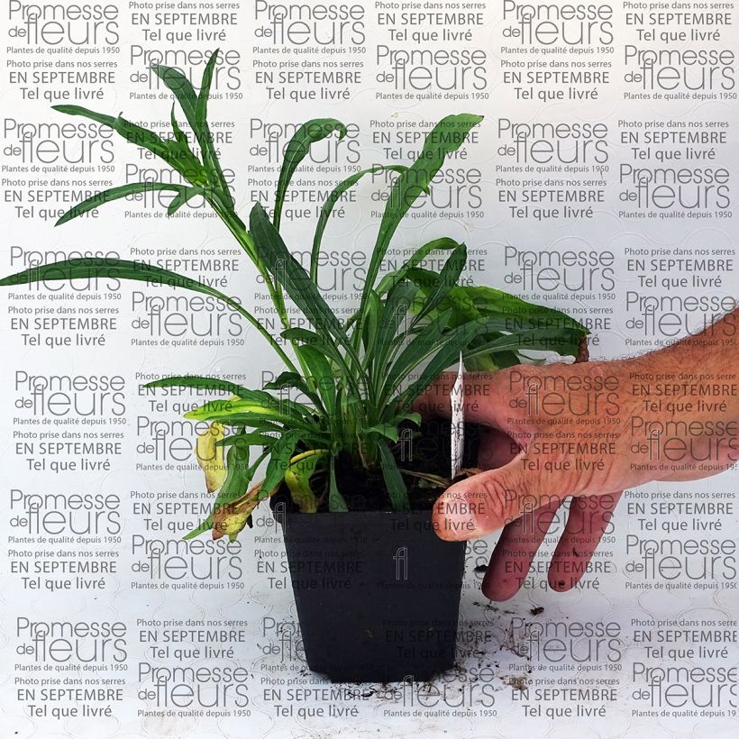 Voorbeeld van een exemplaar van Erigeron speciosus Grandiflorus - Fijnstraal Kweekpotje van 8/9 cm zoals geleverd