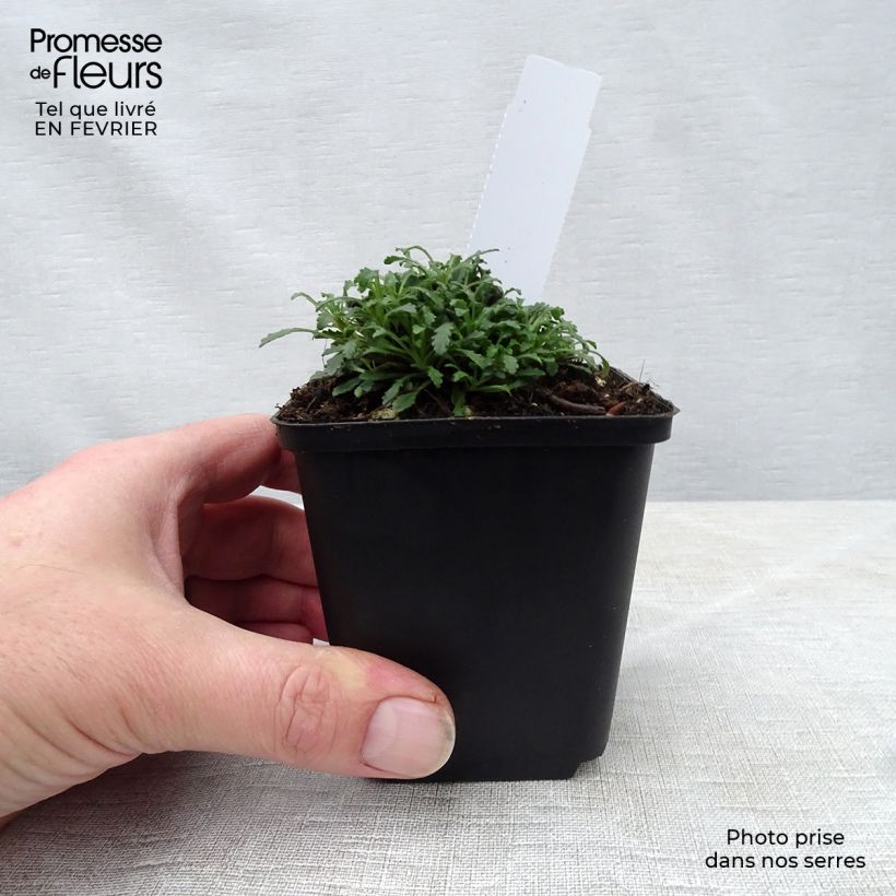 Exemplaar van Erinus alpinus Dr Hähnle - Alpenleverbalsem Kweekpotje van 8/9 cm zoals geleverd in de winter