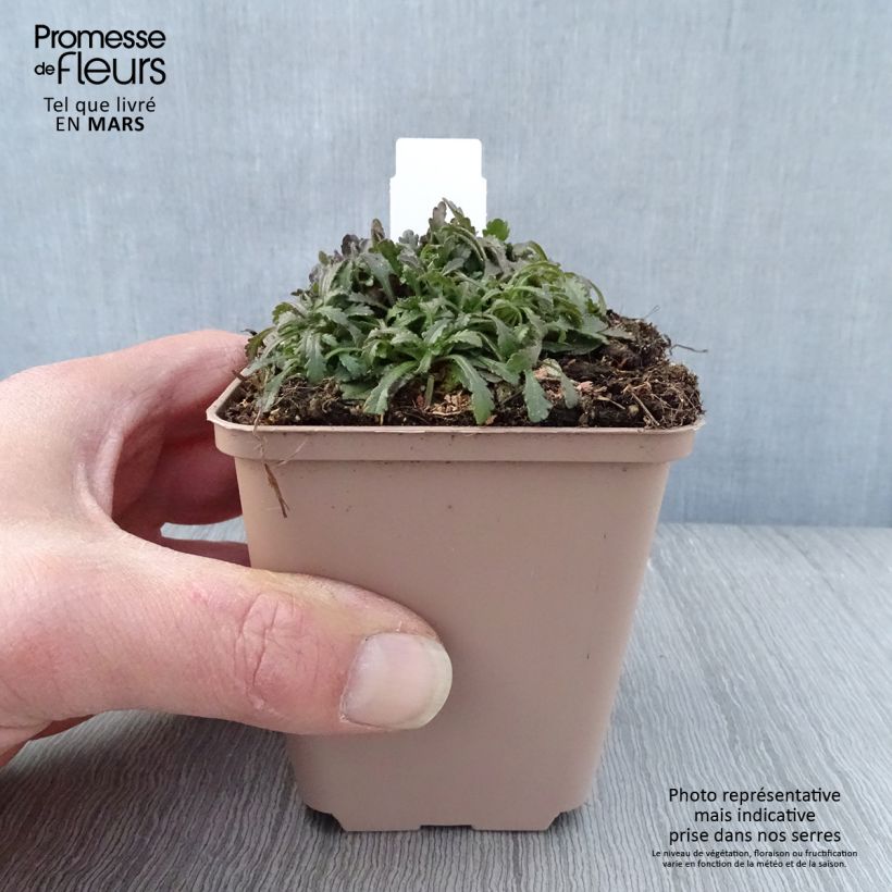 Exemplaar van Erinus alpinus Dr Hähnle - Alpenleverbalsem Kweekpotje van 8/9 cm zoals geleverd in de lente