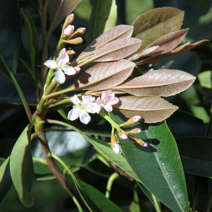 Rhaphiobotrya Coppertone (Flowering)