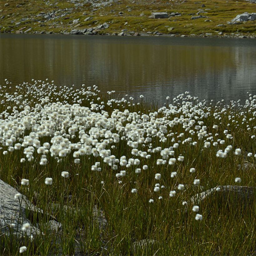 Eriophorum angustifolium - Veenpluis (Plant habit)